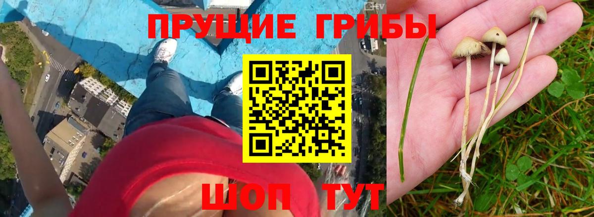 Семёнов  даркнет сайт  Вход с VPN  Галлюциногенные грибы прущие грибы 